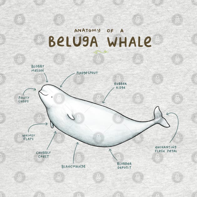 Anatomy of a Beluga Whale by Sophie Corrigan